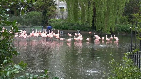 Pink flamingos Stock Footage 80898887