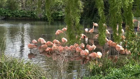 Pink flamingos Stock Footage 80994054