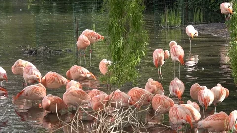 Pink flamingos Stock Footage 80994085