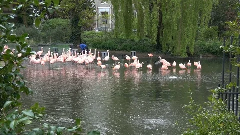 Pink flamingos Stock-Footage 80995933