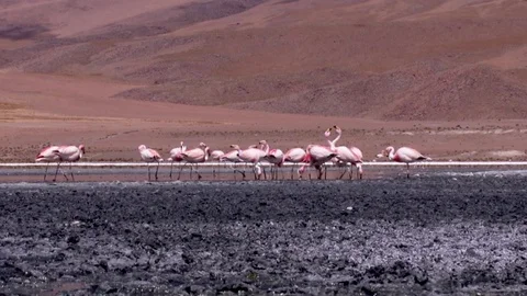 Pink Flamingos Video stock 86749215