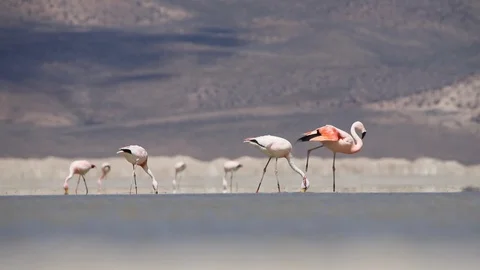 Pink Flamingos Stock Footage 109993809