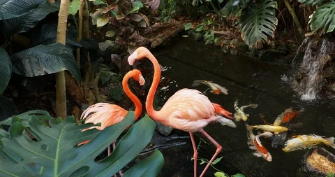 Pink flamingos Stock Footage 125344165