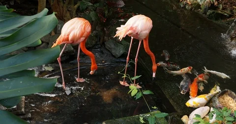 Pink flamingos Stock Footage 125344335