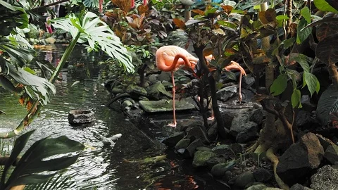 Pink flamingos Stock Footage 125344650