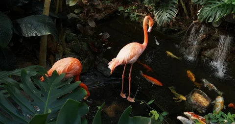 Pink flamingos Stock Footage 125344871