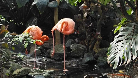 Pink flamingos Stock Footage 125344883