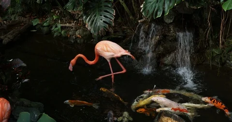 Pink flamingos Stock Footage 125344907