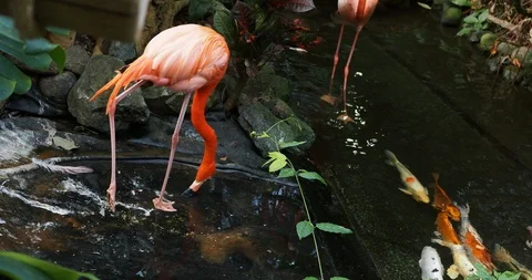 Pink flamingos Stock Footage 125344996