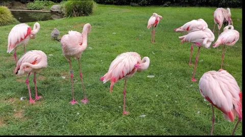 Pink flamingos Video stock 328371049