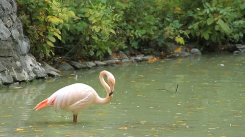 Pink flamingos in the pond eats Stock Footage 68415480