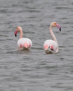 Pink flamingos standing side by side in a lake near Fanari, Rodopi, Greece Stock Photos