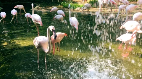 Pink  flamingos, waterfall Video stock 101277221