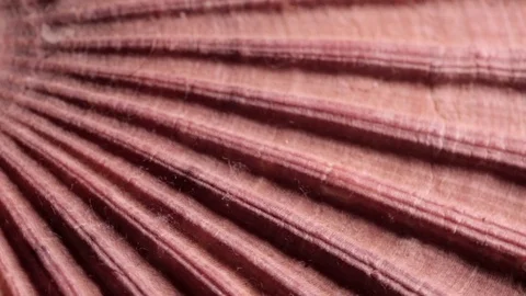 Pink Flat Scallop Large Seashell Spinning Texture Background Close Up Stock Footage 90583889