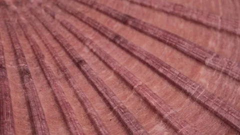 Pink Flat Scallop Large Seashell Spinning Texture Background Close Up Stock Footage 90583981