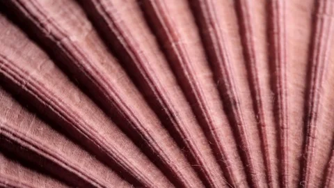 Pink Flat Scallop Large Seashell Spinning Texture Background Close Up Stock Footage 90584625
