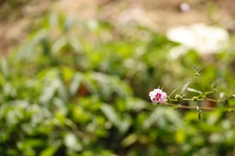 Pink flora split focus of background Stock Photos
