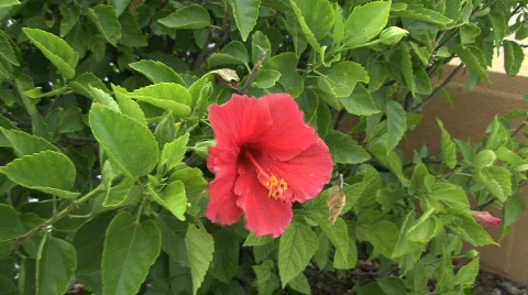 Pink Flower 1 Stock Footage
