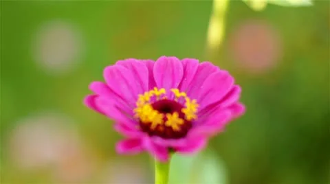 Pink flower 1 Stock Footage 10709159