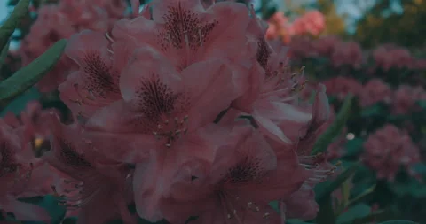 The Pink Flower 1 Stock Footage 155648788