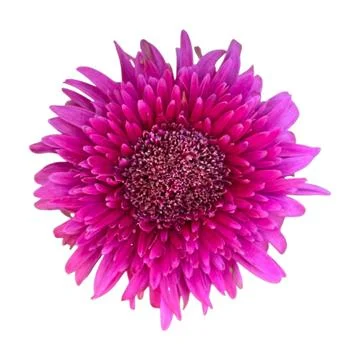 Pink flower-1 Stock Photos