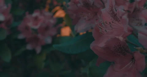The Pink Flower 2 Stock Footage 155648826