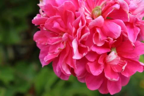 Pink Flower 2 Stockfoto's