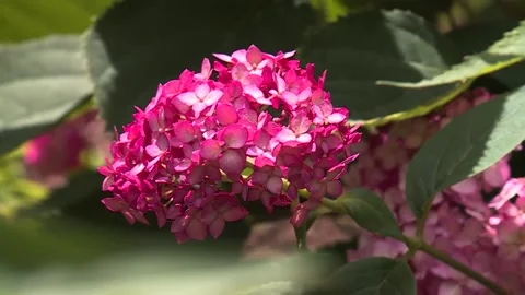 Pink flower 3953 Video stock 143880477