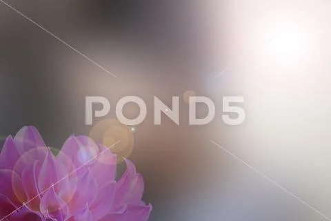 Pink flower abstract smooth blur lens flare background Stock Photos