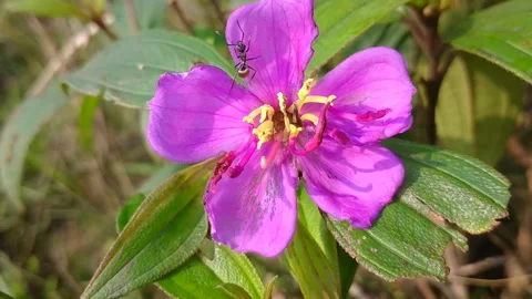 Pink flower and back ant Stock Footage 152890432