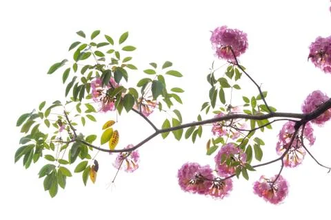 Pink flower and tree branch isolated on white background Stock Photos