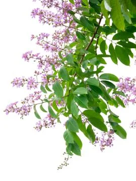 Pink flower and tree branch isolated on white background Stock Photos