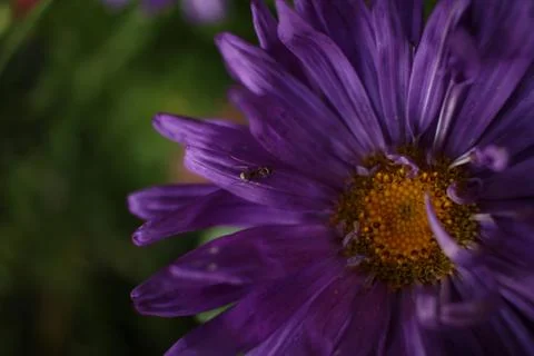 Pink flower with an ant on petals	 Stock-Fotos