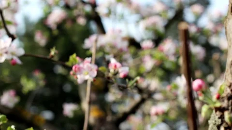 Pink flower apple tree branch with buds and flowers Stock Footage 99117533
