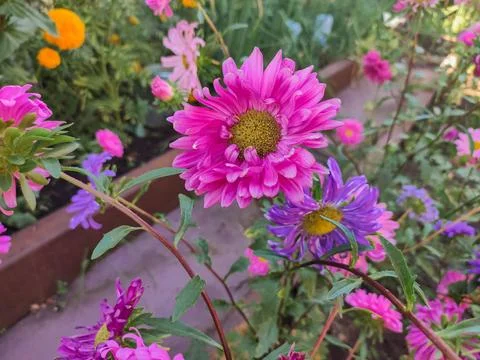 Pink flower of an aster Stock Photos