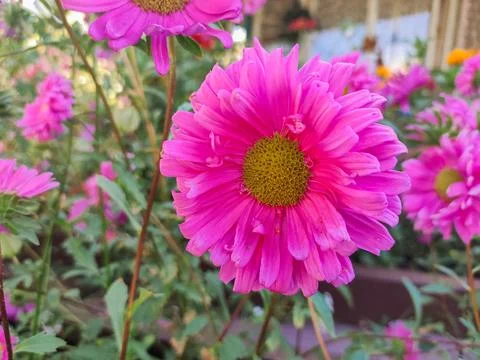 Pink flower of an aster Stock Photos