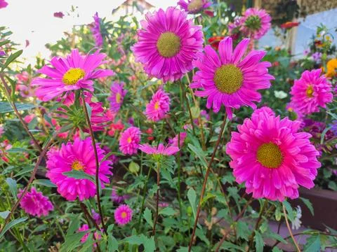 Pink flower of an aster Stock Photos