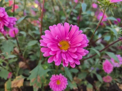 Pink flower of an aster Stock Photos