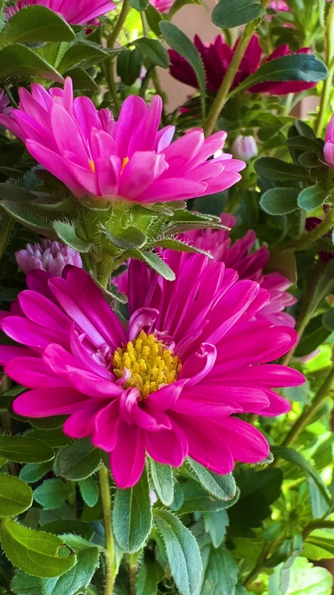 Pink flower background Stock Footage 281725537