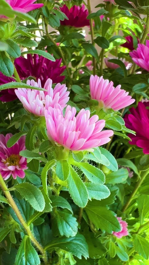 Pink flower background Stock Footage 281726420