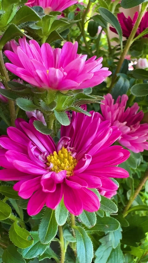 Pink flower background Stock Footage 281752957