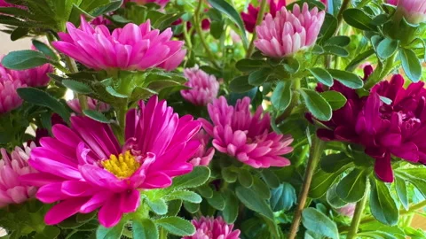 Pink flower background Stock Footage 281756201