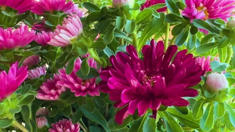 Pink flower background Stock Footage 281756920