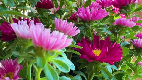 Pink flower background Stock Footage 281757649