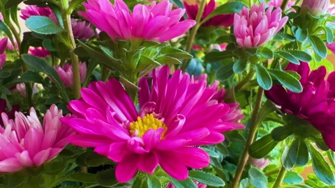 Pink flower background Stock Footage 281757831