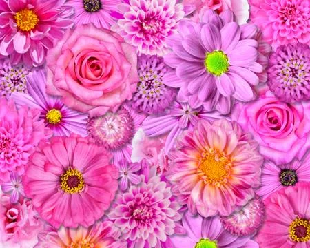 Pink Flower Background Fotos Stock