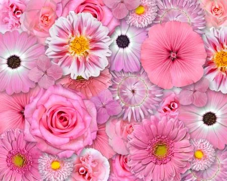 Pink Flower Background Fotos Stock