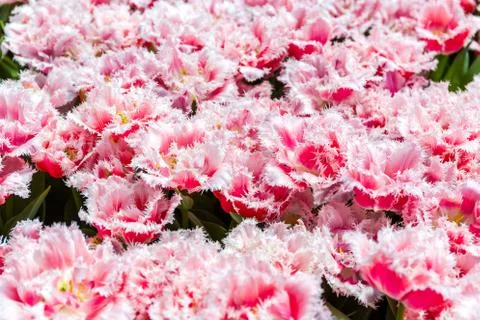 Pink Flower Background Stock Photos