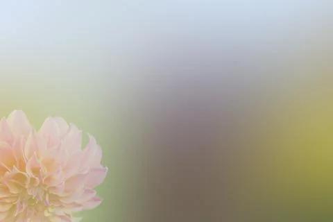 Pink flower background Foto stock