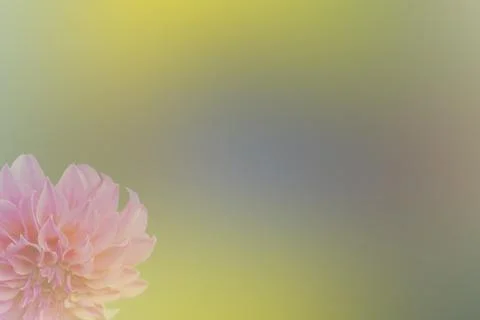 Pink flower background Stock Photos